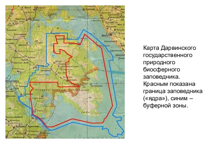 Карта Дарвинского государственного природного биосферного заповедника. Красным показана граница заповедника («ядра»), синим – буферной зоны.