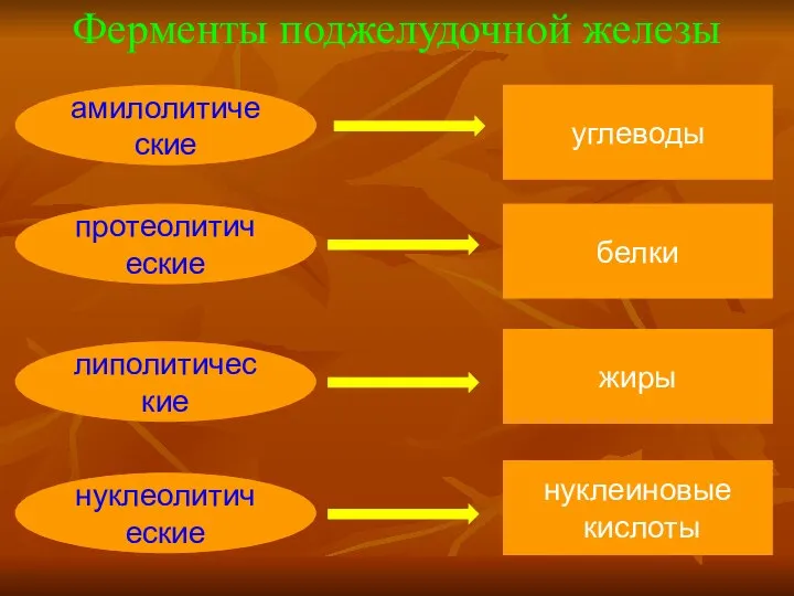 Ферменты поджелудочной железы амилолитические протеолитические липолитические нуклеолитические углеводы белки жиры нуклеиновые кислоты