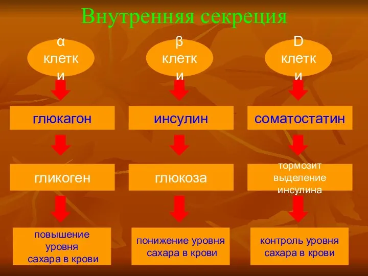 Внутренняя секреция α клетки гликоген повышение уровня сахара в крови глюкагон