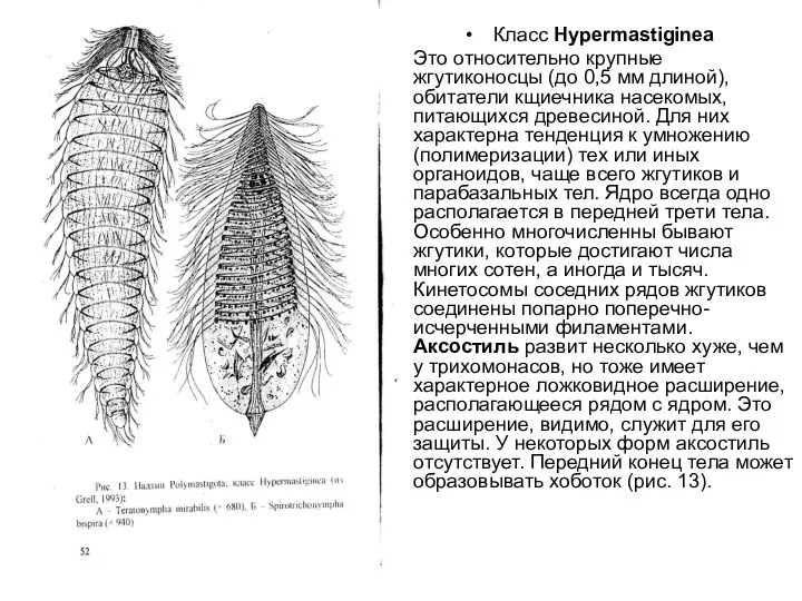 Класс Нуреrmastiginea Это относительно крупные жгутиконосцы (до 0,5 мм длиной), обитатели