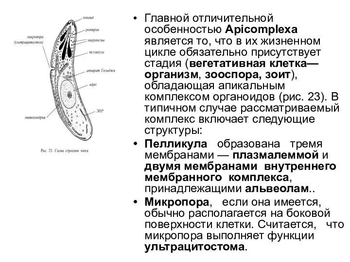 Главной отличительной особенностью Арiсоmplеха является то, что в их жизненном цикле