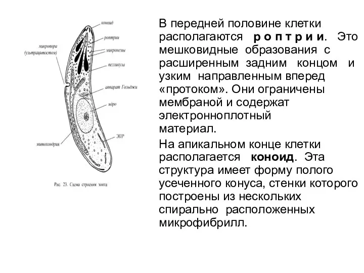 В передней половине клетки располагаются р о п т р и