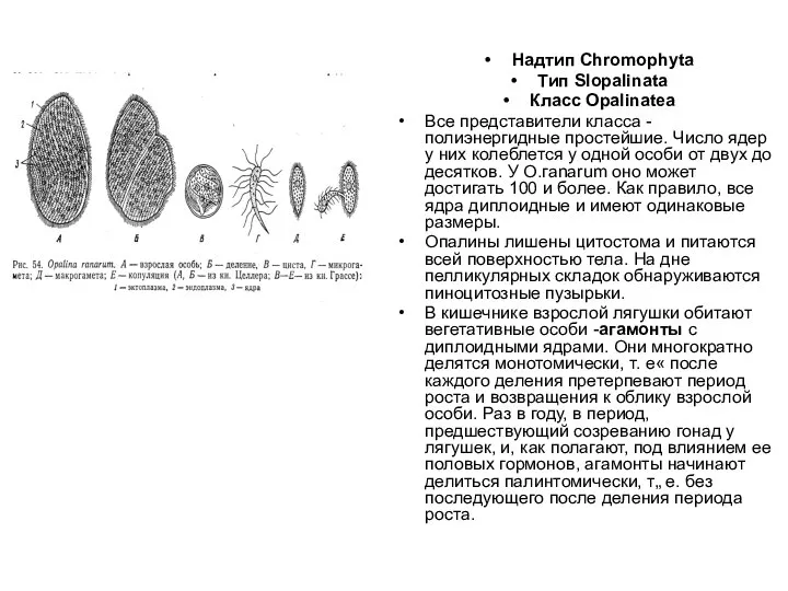 Надтип Chromophyta Тип Slopalinata Класс Opalinatea Все представители класса - полиэнергидные