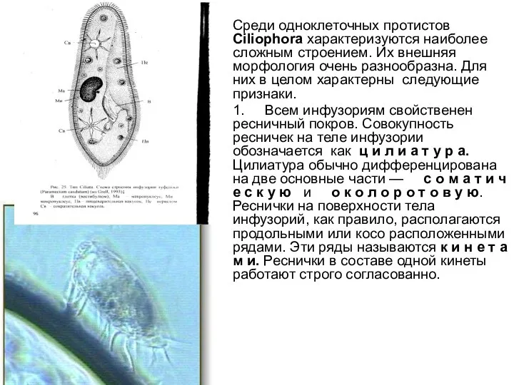 Среди одноклеточных протистов Ciliophora характеризуются наиболее сложным строением. Их внешняя морфология