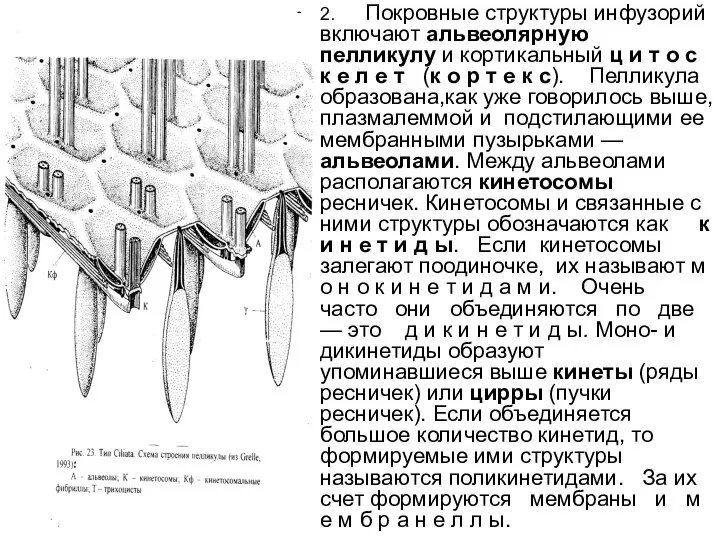 2. Покровные структуры инфузорий включают альвеолярную пелликулу и кортикальный ц и