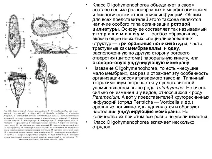 Класс Oligohymenophorea объединяет в своем составе весьма разнообразных в морфологическом и