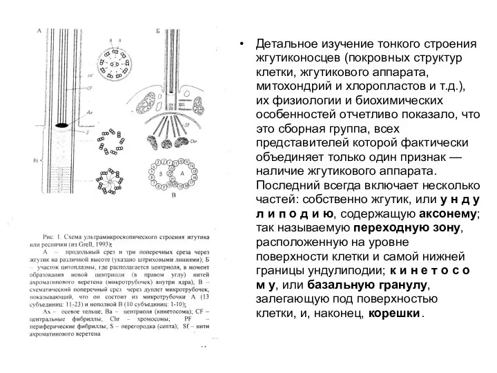 Детальное изучение тонкого строения жгутиконосцев (покровных структур клетки, жгутикового аппарата, митохондрий