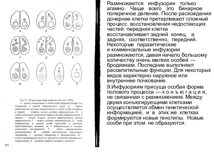 Размножаются инфузории только агамно. Чаще всего это бинарное поперечное деление. После