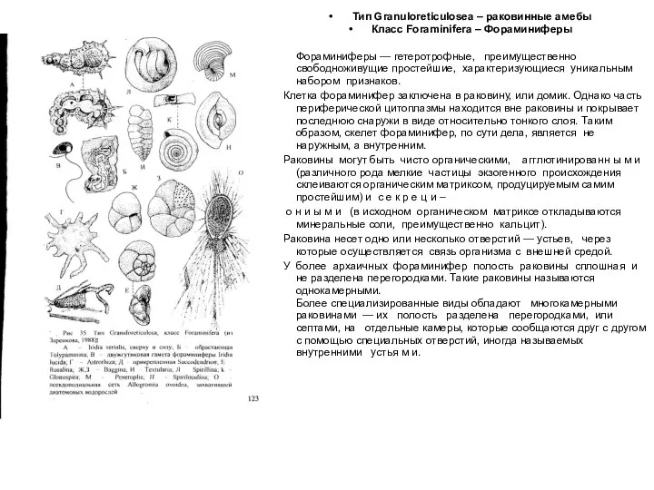 Тип Granuloreticulosea – раковинные амебы Класс Foraminifera – Фораминиферы Фораминиферы —