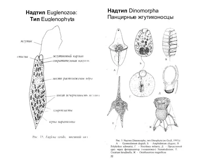 Надтип Euglenozoa: Tип Euglenophyta Надтип Dinomorpha Панцирные жгутиконосцы