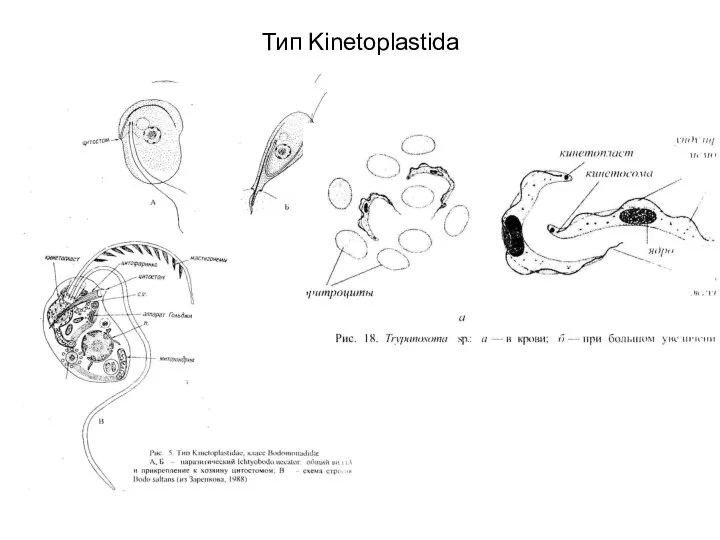 Тип Kinetoplastida