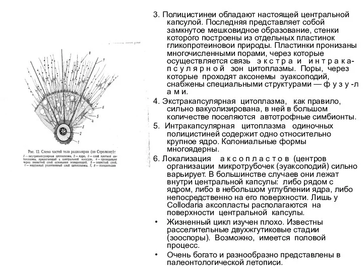 3. Полицистинеи обладают настоящей центральной капсулой. Последняя представляет собой замкнутое мешковидное