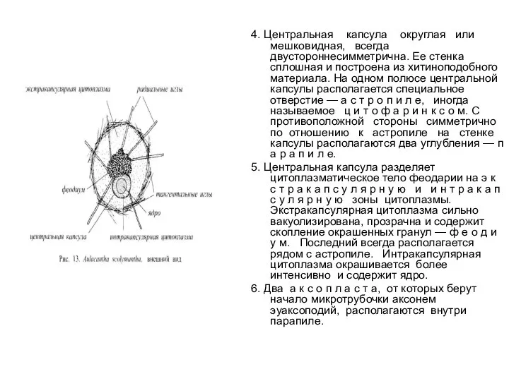 4. Центральная капсула округлая или мешковидная, всегда двустороннесимметрична. Ее стенка сплошная