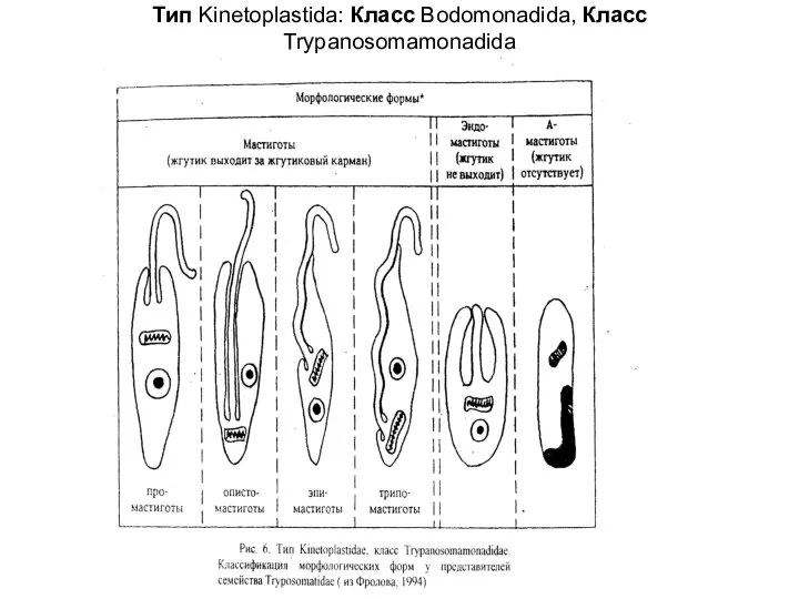 Tип Kinetoplastida: Класс Bodomonadida, Класс Trypanosomamonadida