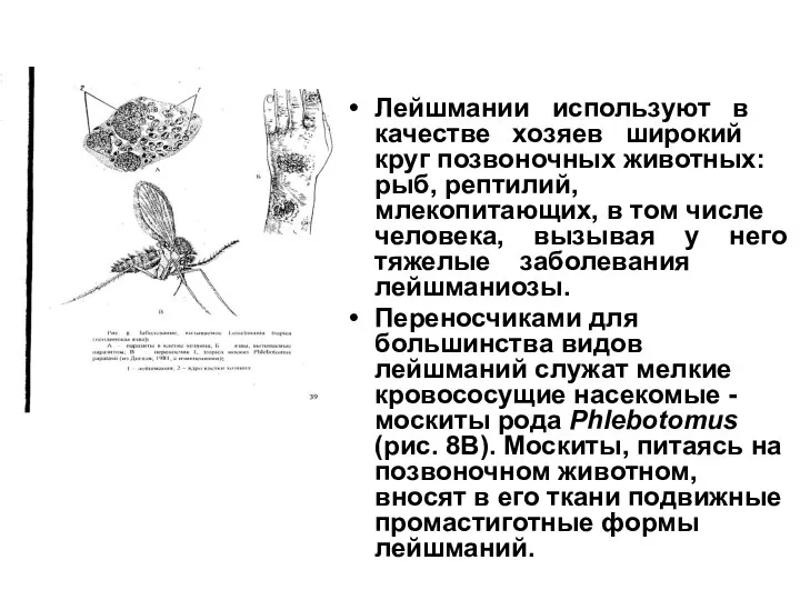 Лейшмании используют в качестве хозяев широкий круг позвоночных животных: рыб, рептилий,