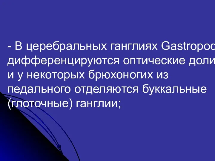 - В церебральных ганглиях Gastropoda дифференцируются оптические доли, и у некоторых