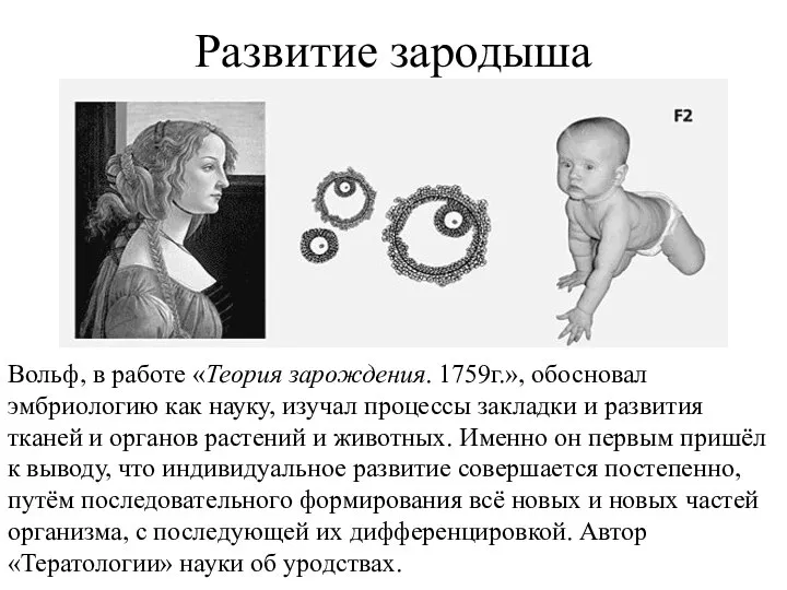 Развитие зародыша Вольф, в работе «Теория зарождения. 1759г.», обосновал эмбриологию как