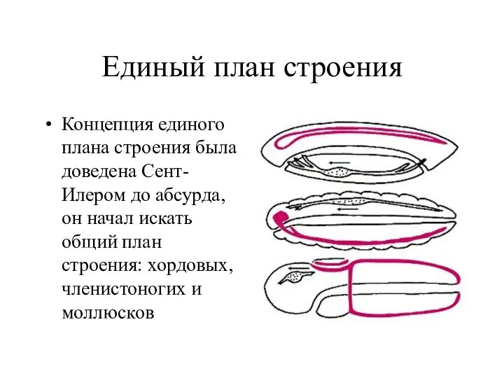 Единый план строения Концепция единого плана строения была доведена Сент-Илером до