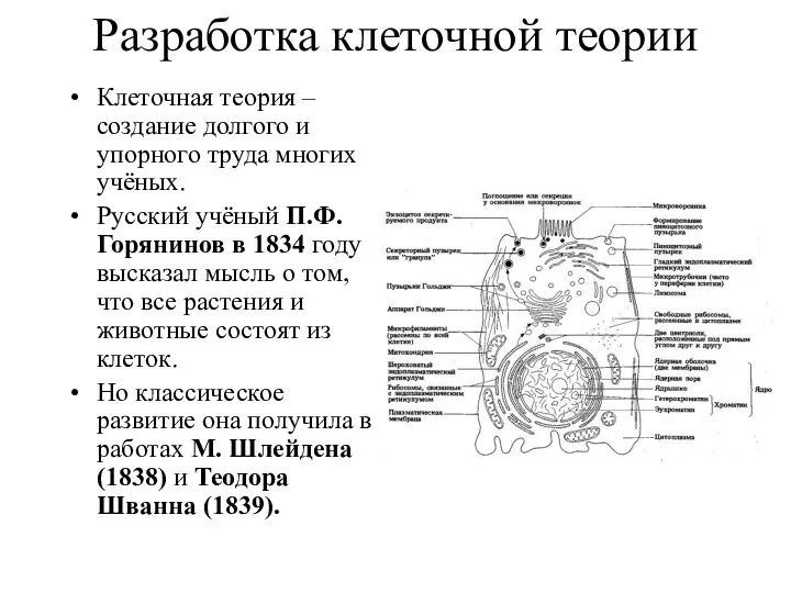 Разработка клеточной теории Клеточная теория – создание долгого и упорного труда