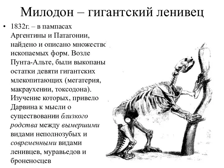 Милодон – гигантский ленивец 1832г. – в пампасах Аргентины и Патагонии,