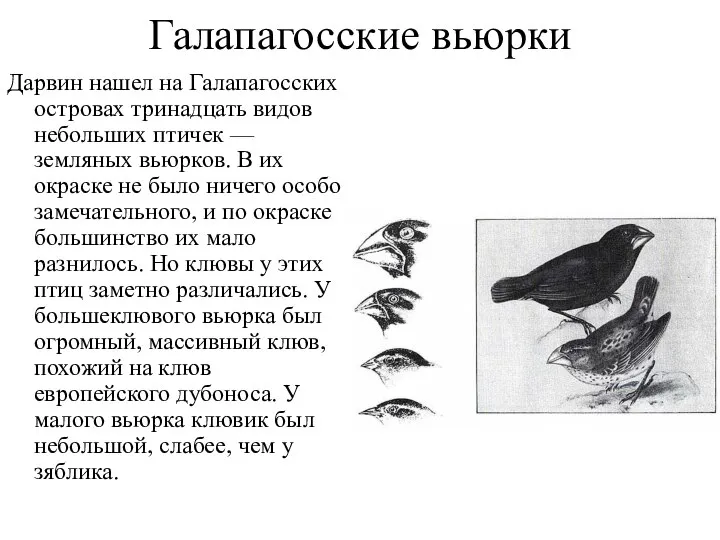 Галапагосские вьюрки Дарвин нашел на Галапагосских островах тринадцать видов небольших птичек