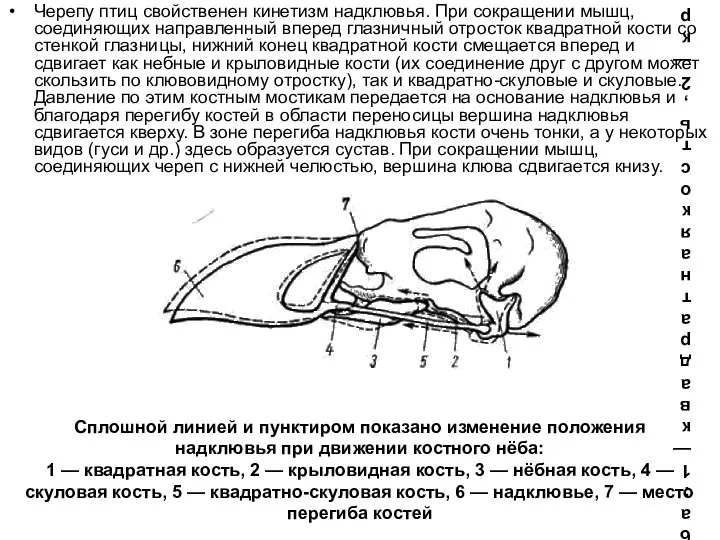 Сплошной линией и пунктиром показано изменение положения надклювья при движении костного