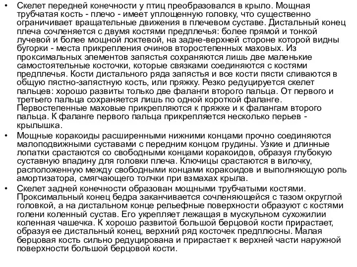 Скелет передней конечности у птиц преобразовался в крыло. Мощная трубчатая кость