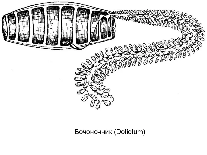 Бочоночник (Doliolum)