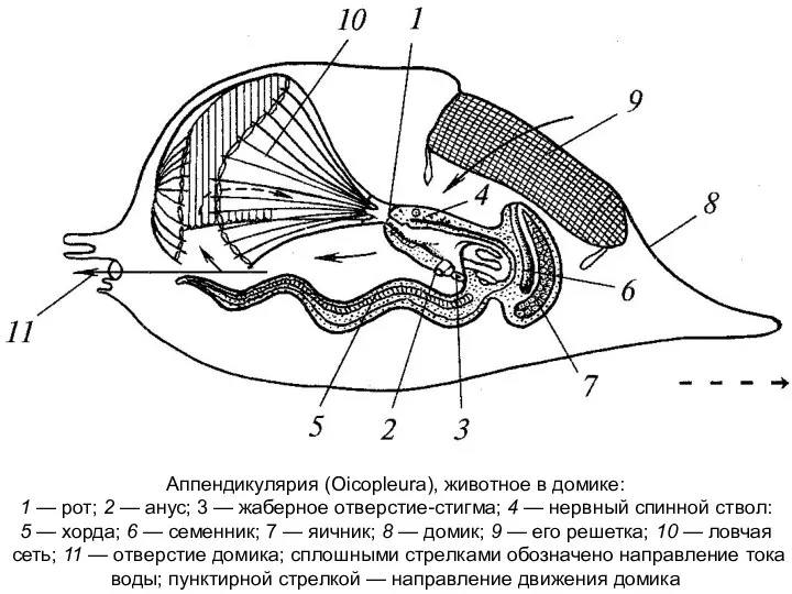 Аппендикулярия (Oicopleura), животное в домике: 1 — рот; 2 — анус;