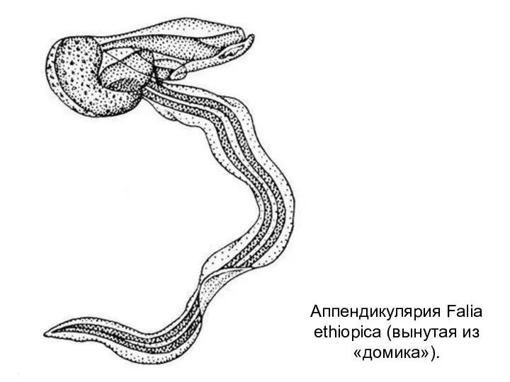 Аппендикулярия Falia ethiopica (вынутая из «домика»).