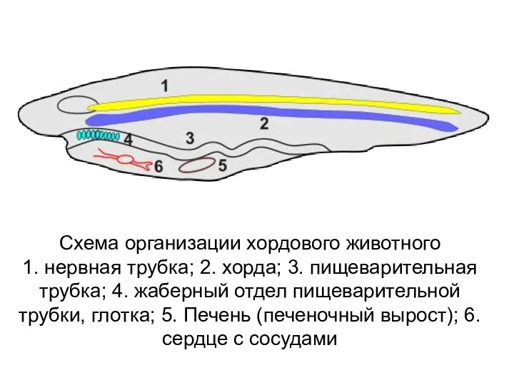 Схема организации хордового животного 1. нервная трубка; 2. хорда; 3. пищеварительная