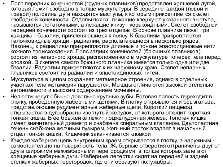 Пояс передних конечностей (грудных плавников) представлен хрящевой дугой, которая лежит свободно