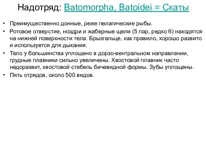 Надотряд: Batomorpha, Batoidei = Скаты Преимущественно донные, реже пелагические рыбы. Ротовое