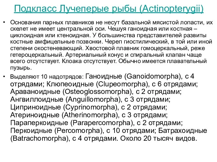 Подкласс Лучеперые рыбы (Actinopterygii) Основания парных плавников не несут базальной мясистой