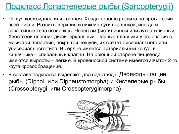 Подкласс Лопастеперые рыбы (Sarcopterygii) Чешуя космоидная или костная. Хорда хорошо развита