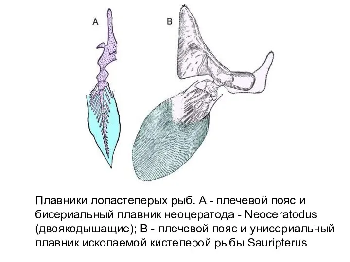 Плавники лопастеперых рыб. A - плечевой пояс и бисериальный плавник неоцератода