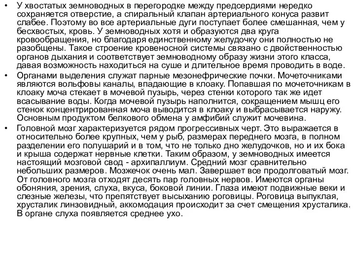 У хвостатых земноводных в перегородке между предсердиями нередко сохраняется отверстие, а