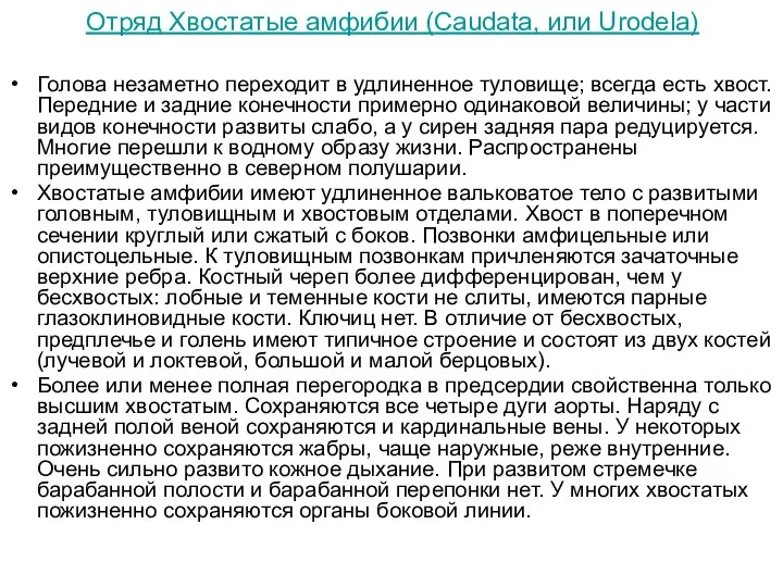 Отряд Хвостатые амфибии (Caudata, или Urodela) Голова незаметно переходит в удлиненное