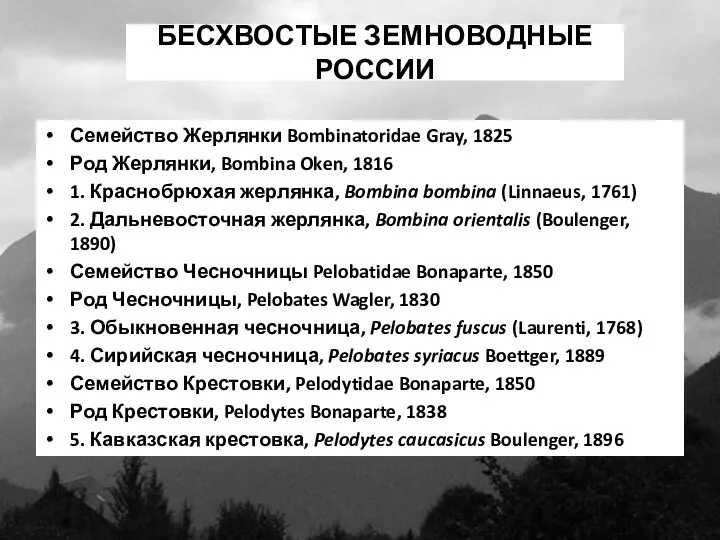 БЕСХВОСТЫЕ ЗЕМНОВОДНЫЕ РОССИИ Семейство Жерлянки Bombinatoridae Gray, 1825 Род Жерлянки, Bombina