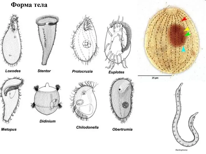 Форма тела