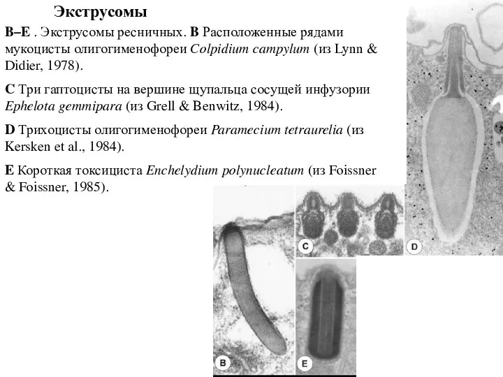 Экструсомы B–E . Экструсомы ресничных. B Расположенные рядами мукоцисты олигогименофореи Colpidium