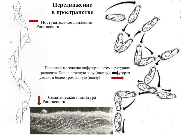 Передвижение в пространстве Соматическая цилиатура Paramecium Поступательное движение Paramecium Таксисное поведение