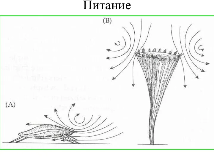 Питание