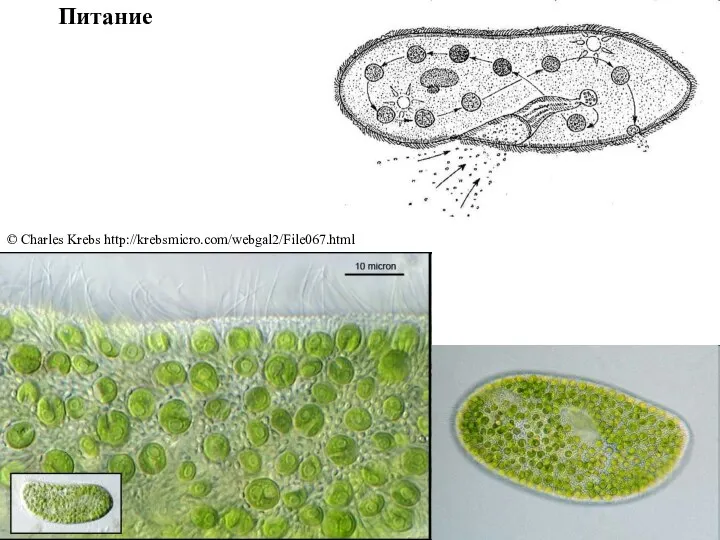 Питание © Charles Krebs http://krebsmicro.com/webgal2/File067.html