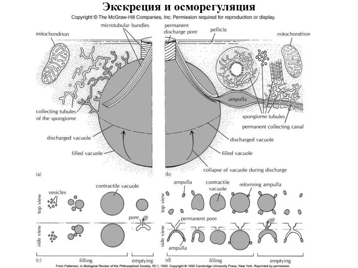 Экскреция и осморегуляция