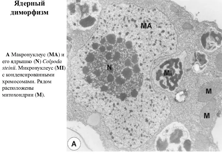 Ядерный диморфизм A Макронуклеус (MA) и его ядрышко (N) Colpoda steinii.