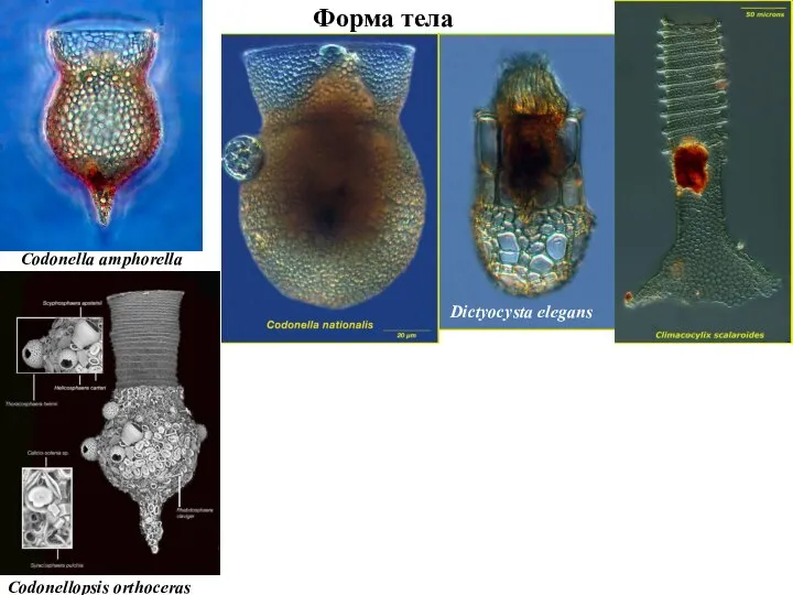 Форма тела Dictyocysta elegans Codonellopsis orthoceras Codonella amphorella