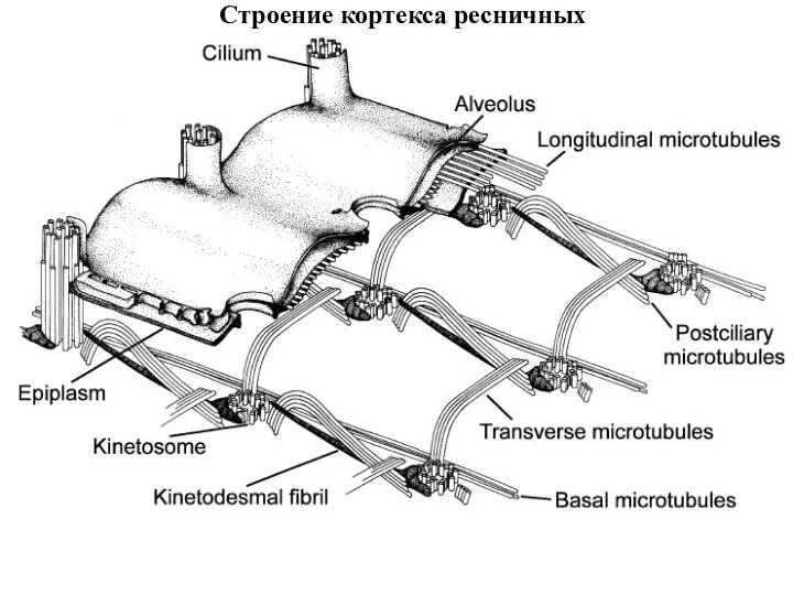 Строение кортекса ресничных