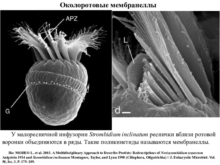 Околоротовые мембранеллы У малоресничной инфузории Strombidium inclinatum реснички вблизи ротовой воронки