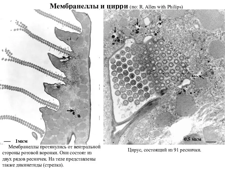 Мембранеллы и цирри (по: R. Allen with Philips) Мембранеллы протянулись от